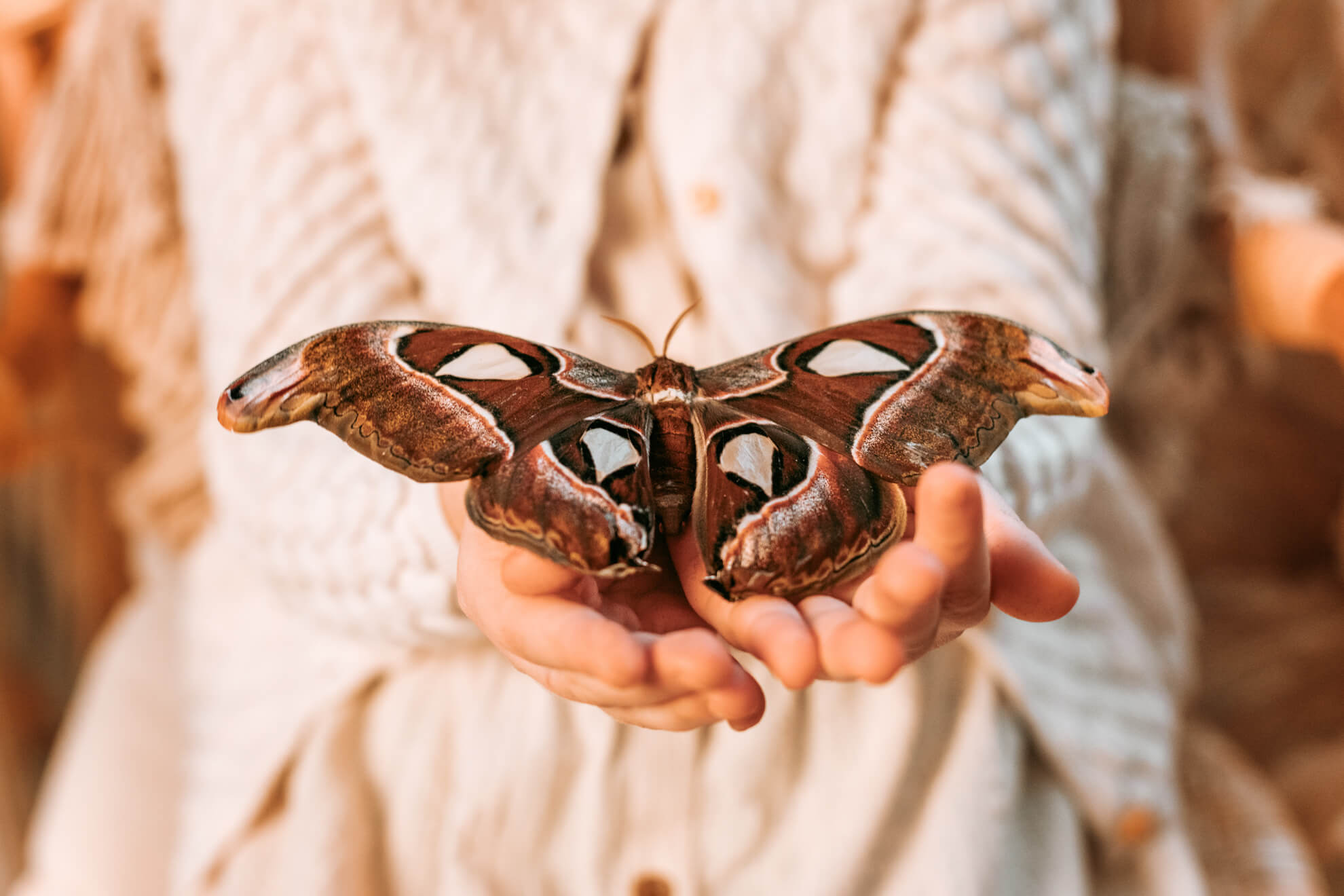 Kinder Schmetterling Tiere Fotografie Kinderfoto Bildgefühle Odenwald